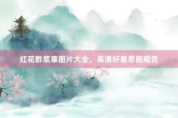 红花酢浆草图片大全，高清好意思图观赏